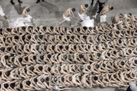 El Salvador trấn áp, đưa 2.000 thành viên băng đảng vào ‘siêu’ trại giam 