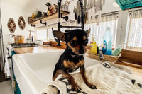 [ẢNH] Cận cảnh căn nhà di động đặc biệt trên xe buýt của cặp vợ chồng Mỹ