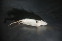 Cá voi, chuột, mèo hay chim bồ câu - loài vật nào làm gián điệp giỏi nhất?