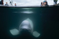 Cá voi, chuột, mèo hay chim bồ câu - loài vật nào làm gián điệp giỏi nhất?