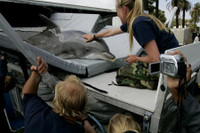 Cá voi, chuột, mèo hay chim bồ câu - loài vật nào làm gián điệp giỏi nhất?