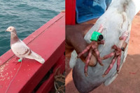 Cá voi, chuột, mèo hay chim bồ câu - loài vật nào làm gián điệp giỏi nhất?