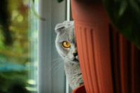 Cá voi, chuột, mèo hay chim bồ câu - loài vật nào làm gián điệp giỏi nhất?