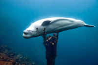 Cá voi, chuột, mèo hay chim bồ câu - loài vật nào làm gián điệp giỏi nhất?