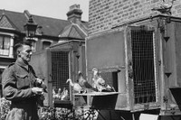 Cá voi, chuột, mèo hay chim bồ câu - loài vật nào làm gián điệp giỏi nhất?