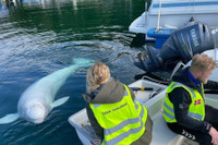 Cá voi, chuột, mèo hay chim bồ câu - loài vật nào làm gián điệp giỏi nhất?