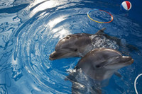 Cá voi, chuột, mèo hay chim bồ câu - loài vật nào làm gián điệp giỏi nhất?