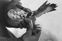 Cá voi, chuột, mèo hay chim bồ câu - loài vật nào làm gián điệp giỏi nhất?