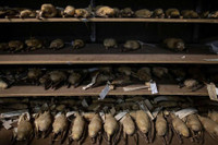 [Ảnh] Đội “thợ săn virus” trên dơi ở Philippines