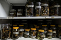 [Ảnh] Đội “thợ săn virus” trên dơi ở Philippines