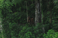 Ảnh hiếm về bộ lạc ẩn dật, không tiếp xúc với loài người ở Amazon