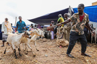 Người Hồi giáo trên thế giới mừng lễ Eid al-Adha trong mùa Covid thứ hai