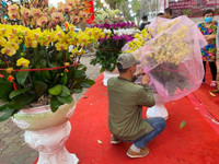 Những chậu lan Hồ Điệp 