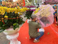 Những chậu lan Hồ Điệp 