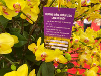 Những chậu lan Hồ Điệp 