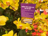 Những chậu lan Hồ Điệp 