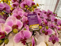 Những chậu lan Hồ Điệp 