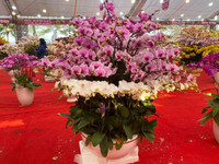 Những chậu lan Hồ Điệp 