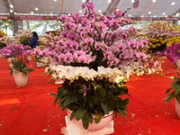 Những chậu lan Hồ Điệp 