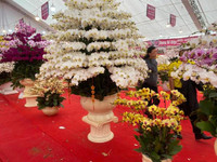 Những chậu lan Hồ Điệp 