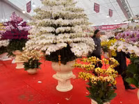 Những chậu lan Hồ Điệp 