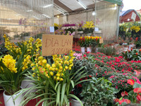 Những chậu lan Hồ Điệp 