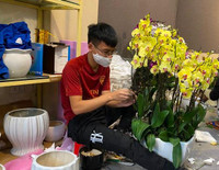 Những chậu lan Hồ Điệp 