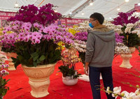 Những chậu lan Hồ Điệp 