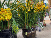 Những chậu lan Hồ Điệp 