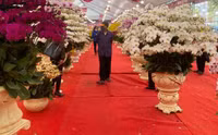 Những chậu lan Hồ Điệp 