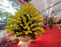 Những chậu lan Hồ Điệp 