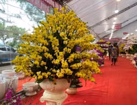 Những chậu lan Hồ Điệp 
