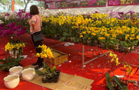 Những chậu lan Hồ Điệp 