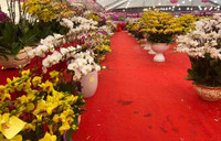 Những chậu lan Hồ Điệp 