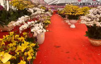Những chậu lan Hồ Điệp 