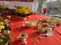 Những chậu lan Hồ Điệp 