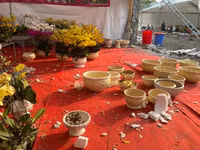 Những chậu lan Hồ Điệp 