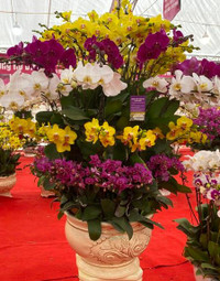 Những chậu lan Hồ Điệp 