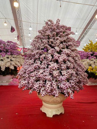 Những chậu lan Hồ Điệp 