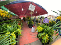 Những chậu lan Hồ Điệp 