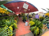 Những chậu lan Hồ Điệp 