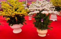 Những chậu lan Hồ Điệp 