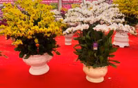 Những chậu lan Hồ Điệp 