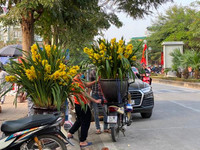 Những chậu lan Hồ Điệp 