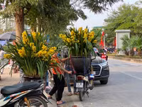 Những chậu lan Hồ Điệp 