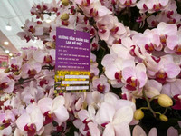 Những chậu lan Hồ Điệp 