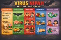 Virus Nipah – “Kẻ sát thủ thầm lặng” từ dơi, lợn và trái cây