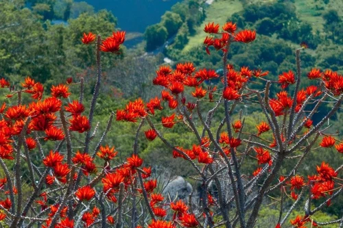 Bí quyết 'săn' hoa tháng 3: 'Bắc hoa gạo, Nam vông nem'