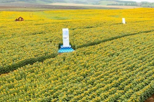 Cánh đồng hướng dương 'gây thương nhớ' ở Nghệ An: Mở đầu hành trình 'từ đồng cỏ xanh đến ly sữa sạch' của TH true MILK