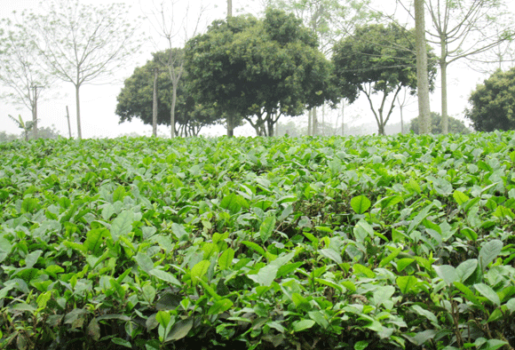 Mê mẩn sắc xanh của những đồi chè Tân Cương xứ Thái ảnh 1